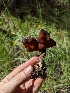  ( - HAY-F-005775)  @11 [ ] by-nc (2023) Stu Pickell Fungal Diversity Survey