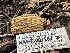  ( - HAY-F-001267)  @11 [ ] by-nc (2023) Aaron Tupac Fungal Diversity Survey