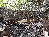  ( - HAY-F-001267)  @11 [ ] by-nc (2023) Aaron Tupac Fungal Diversity Survey