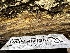  ( - HAY-F-001267)  @11 [ ] by-nc (2023) Aaron Tupac Fungal Diversity Survey