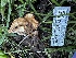  ( - HAY-F-006582)  @11 [ ] by-nc (2023) Aaron Tupac Fungal Diversity Survey
