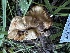  ( - HAY-F-006582)  @11 [ ] by-nc (2023) Aaron Tupac Fungal Diversity Survey