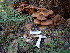  ( - HAY-F-004255)  @11 [ ] by-nc (2023) Jaren Hockert Fungal Diversity Survey