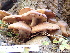  ( - HAY-F-004255)  @11 [ ] by-nc (2023) Jaren Hockert Fungal Diversity Survey
