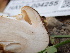  ( - HAY-F-004255)  @11 [ ] by-nc (2023) Jaren Hockert Fungal Diversity Survey