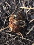  ( - HAY-F-007094)  @11 [ ] by-nc (2023) Dean Lyons Fungal Diversity Survey