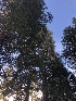  ( - HAY-F-007094)  @11 [ ] by-nc (2023) Dean Lyons Fungal Diversity Survey