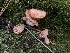  ( - HAY-F-007095)  @11 [ ] by-nc (2023) Dean Lyons Fungal Diversity Survey