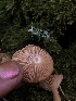  ( - HAY-F-007095)  @11 [ ] by-nc (2023) Dean Lyons Fungal Diversity Survey