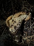  (Turbinellus sp. floccosus-PNW01 - HAY-F-007107)  @11 [ ] by-nc (2023) Dean Lyons Fungal Diversity Survey