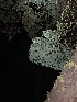  ( - HAY-F-007107)  @11 [ ] by-nc (2023) Dean Lyons Fungal Diversity Survey