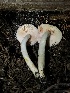  ( - HAY-F-007105)  @11 [ ] by-nc (2023) Dean Lyons Fungal Diversity Survey