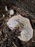  ( - HAY-F-007102)  @11 [ ] by-nc (2023) Dean Lyons Fungal Diversity Survey