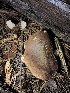  ( - HAY-F-007102)  @11 [ ] by-nc (2023) Dean Lyons Fungal Diversity Survey