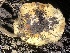  ( - HAY-F-007106)  @11 [ ] by-nc (2023) Dean Lyons Fungal Diversity Survey