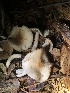  ( - HAY-F-007103)  @11 [ ] by-nc (2023) Dean Lyons Fungal Diversity Survey