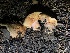  ( - HAY-F-007093)  @11 [ ] by-nc (2023) Dean Lyons Fungal Diversity Survey
