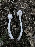  ( - HAY-F-007092)  @11 [ ] by-nc (2023) Dean Lyons Fungal Diversity Survey