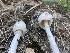  ( - HAY-F-007092)  @11 [ ] by-nc (2023) Dean Lyons Fungal Diversity Survey