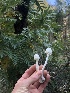  ( - HAY-F-007092)  @11 [ ] by-nc (2023) Dean Lyons Fungal Diversity Survey