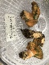  ( - HAY-F-007093)  @11 [ ] by-nc (2023) Dean Lyons Fungal Diversity Survey