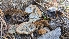  (Coltricia sp. CA01 - HAY-F-001484)  @11 [ ] c (2023) Michelle C. Torres-Grant Fungal Diversity Survey