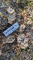  ( - HAY-F-001484)  @11 [ ] c (2023) Michelle C. Torres-Grant Fungal Diversity Survey