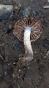  ( - HAY-F-001485)  @11 [ ] c (2023) Michelle C. Torres-Grant Fungal Diversity Survey