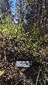  ( - HAY-F-001485)  @11 [ ] c (2023) Michelle C. Torres-Grant Fungal Diversity Survey