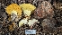  ( - HAY-F-001467)  @11 [ ] c (2023) Michelle C. Torres-Grant Fungal Diversity Survey