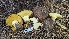  ( - HAY-F-001467)  @11 [ ] c (2023) Michelle C. Torres-Grant Fungal Diversity Survey