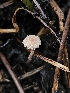  ( - HAY-F-006335)  @11 [ ] by (2023) Mandy Hackney Fungal Diversity Survey