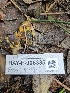  ( - HAY-F-006335)  @11 [ ] by (2023) Mandy Hackney Fungal Diversity Survey