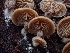  ( - HAY-F-006192)  @11 [ ] by (2023) Mandy Hackney Fungal Diversity Survey