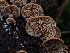  ( - HAY-F-006192)  @11 [ ] by (2023) Mandy Hackney Fungal Diversity Survey