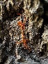  ( - HAY-F-005643)  @11 [ ] c (2023) Rudy Diaz Fungal Diversity Survey