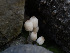  (Coprinellus disseminatus - HAY-F-005873)  @11 [ ] by-nc (2023) Stu Pickell Fungal Diversity Survey