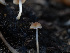  ( - HAY-F-005965)  @11 [ ] by-nc (2023) Stu Pickell Fungal Diversity Survey