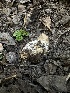  (Abstoma - HAY-F-005702)  @11 [ ] c (2023) Rudy Diaz Fungal Diversity Survey