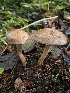  ( - HAY-F-006306)  @11 [ ] by (2023) Mandy Hackney Fungal Diversity Survey