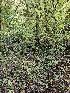  ( - HAY-F-006306)  @11 [ ] by (2023) Mandy Hackney Fungal Diversity Survey