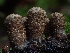  ( - HAY-F-006196)  @11 [ ] by (2023) Mandy Hackney Fungal Diversity Survey