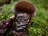  ( - HAY-F-006196)  @11 [ ] by (2023) Mandy Hackney Fungal Diversity Survey
