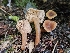  ( - HAY-F-006320)  @11 [ ] by (2023) Mandy Hackney Fungal Diversity Survey