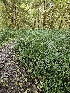 ( - HAY-F-006320)  @11 [ ] by (2023) Mandy Hackney Fungal Diversity Survey