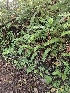  ( - HAY-F-006322)  @11 [ ] by (2023) Mandy Hackney Fungal Diversity Survey
