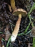  ( - HAY-F-006322)  @11 [ ] by (2023) Mandy Hackney Fungal Diversity Survey