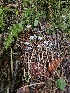  ( - HAY-F-006323)  @11 [ ] by (2023) Mandy Hackney Fungal Diversity Survey