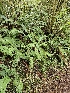  ( - HAY-F-006323)  @11 [ ] by (2023) Mandy Hackney Fungal Diversity Survey