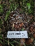  ( - HAY-F-006323)  @11 [ ] by (2023) Mandy Hackney Fungal Diversity Survey
